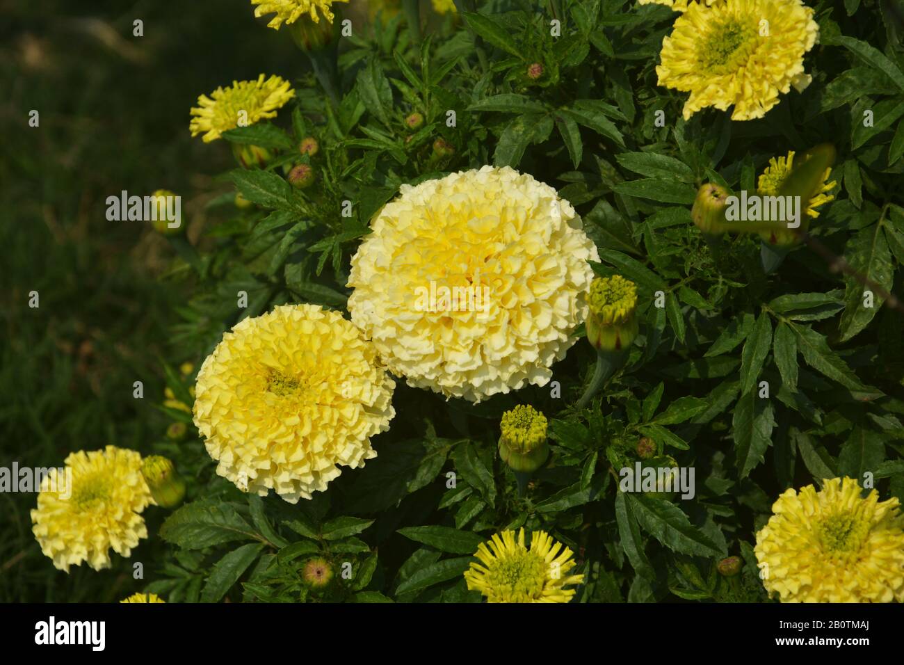 Close up of Indian yellow inka genda marigold flowers growing in a garden with green leaves, selective focusing Stock Photo