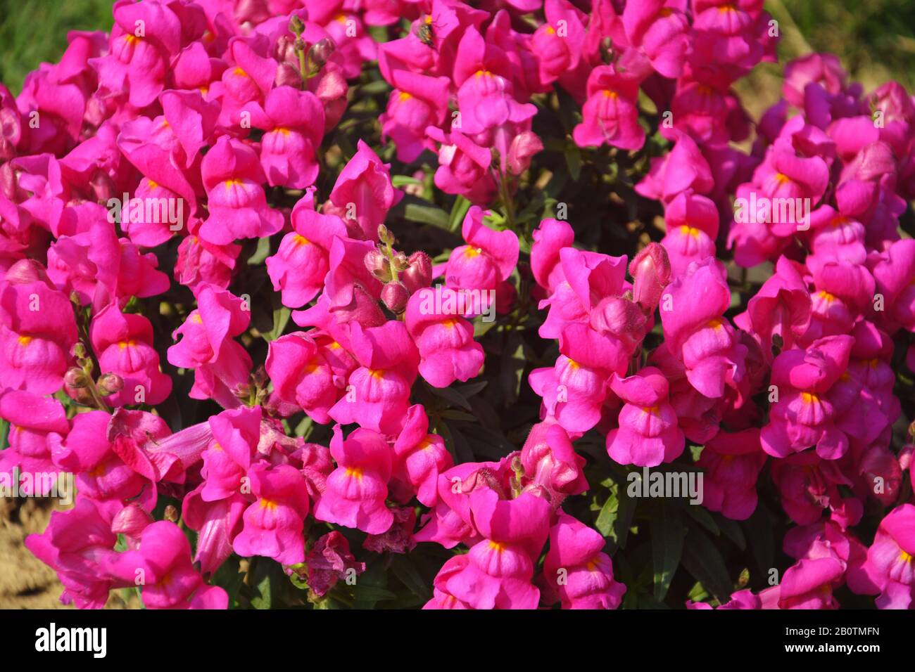 Close up of best annual flowers, antirrhinum majus, antinium flowers, commom snapdragon flowering plants growing in garden, selective focusing Stock Photo