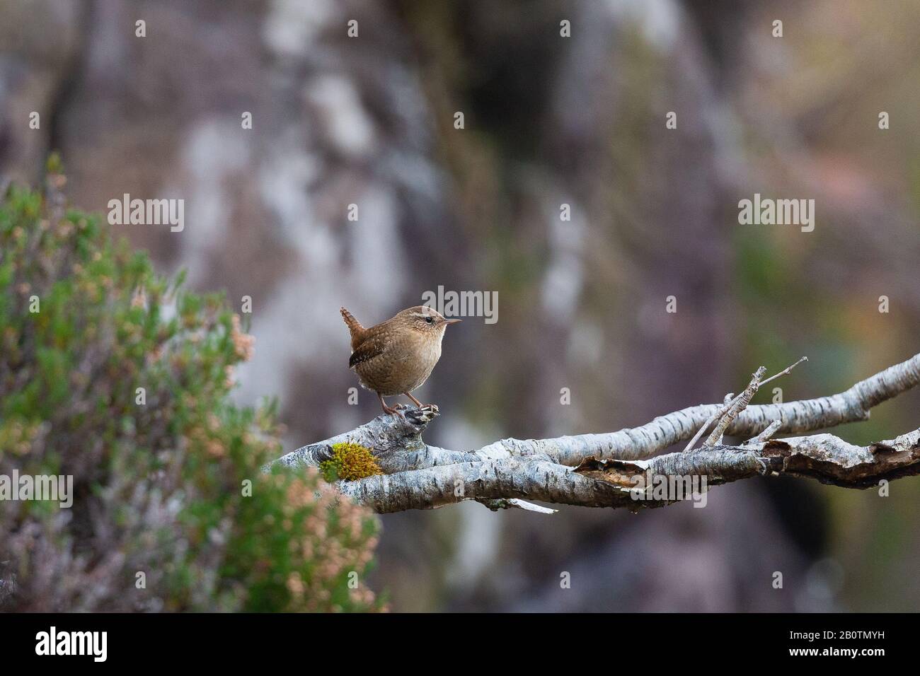 Wren perched on a branch. Stock Photo