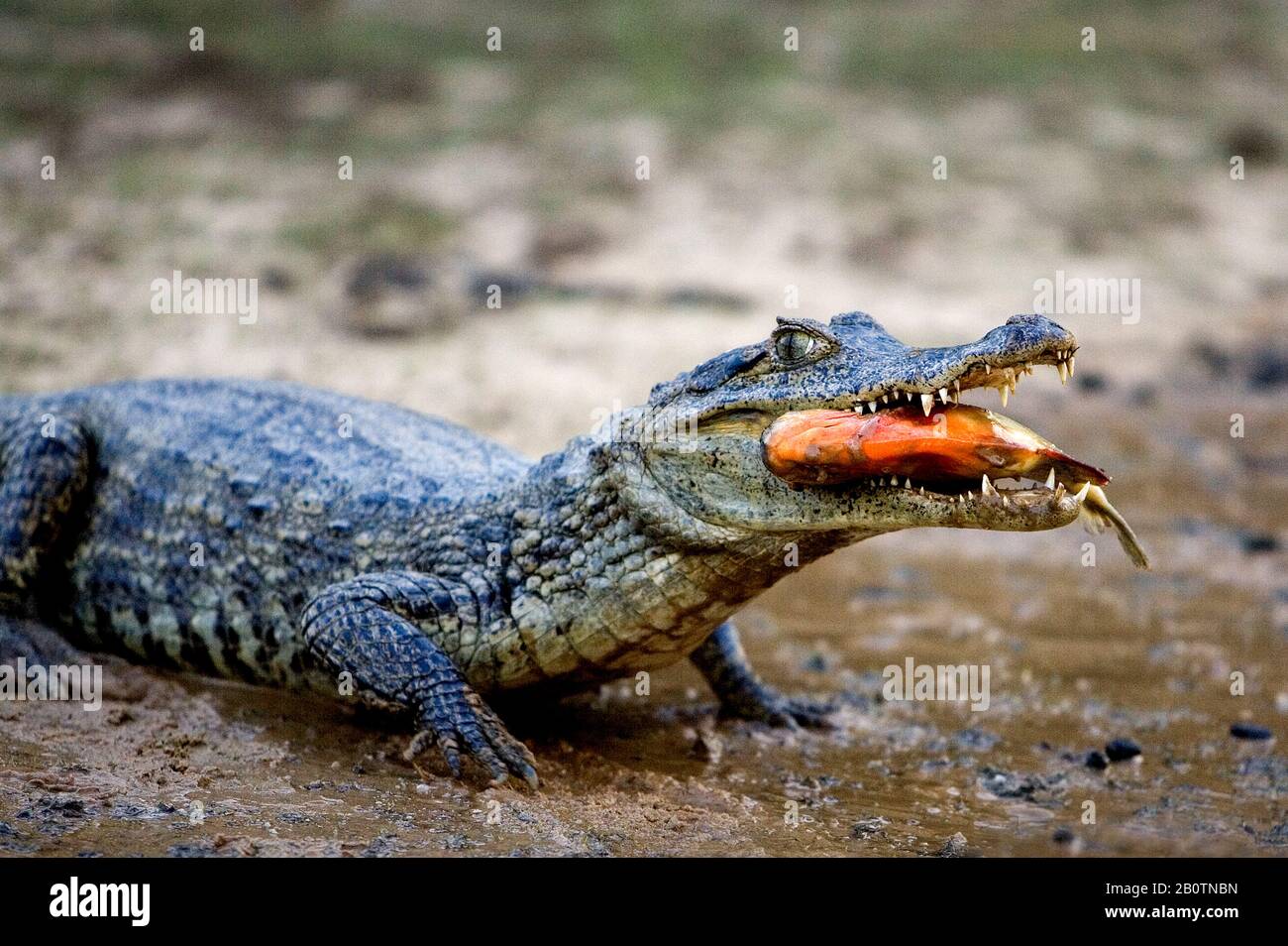 Spectacled Caiman, caiman crocodilus, Adult eating Fish, Los Lianos in Venezuela Stock Photo