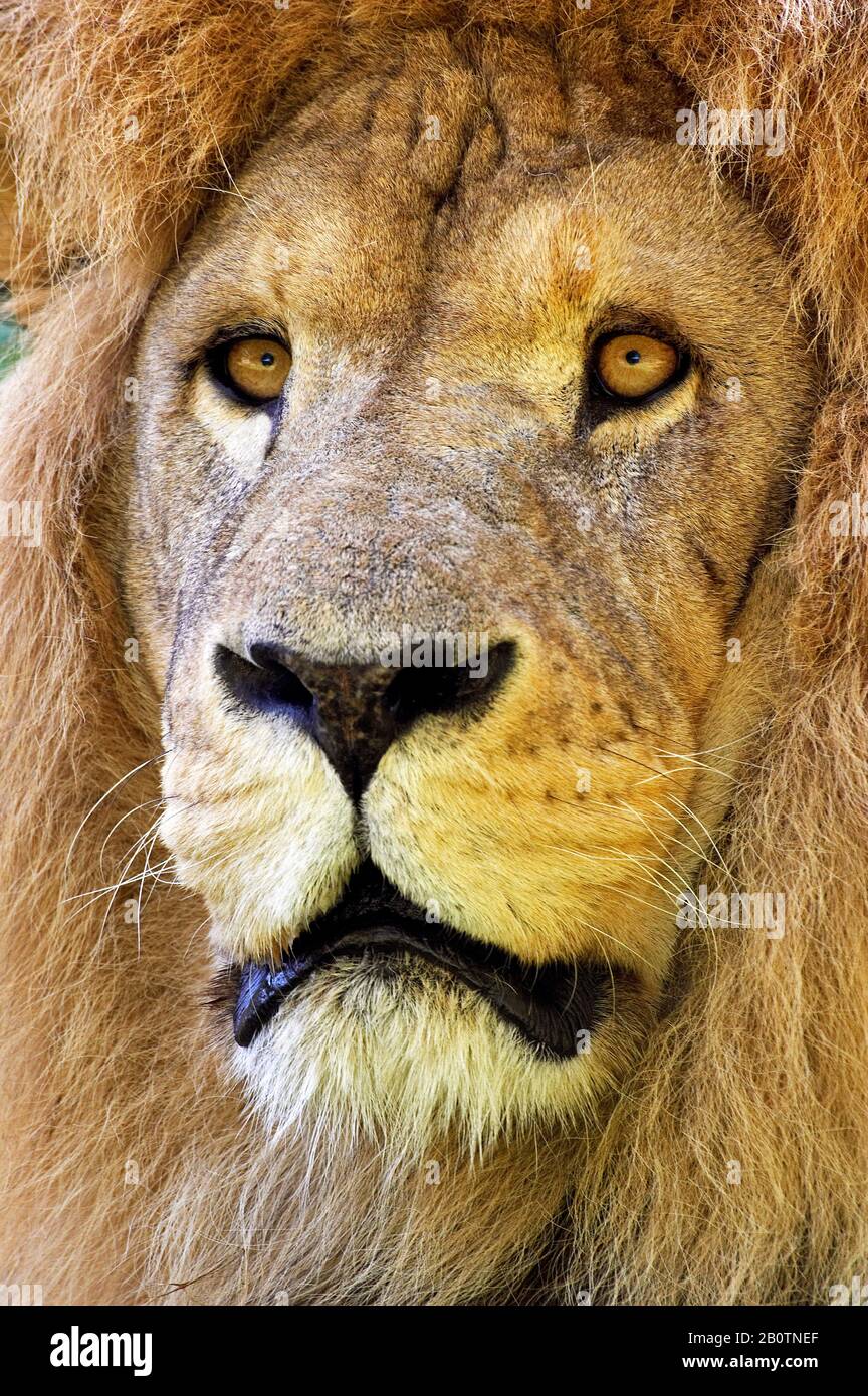 African Lion, panthera leo, Portrait of Male Stock Photo - Alamy