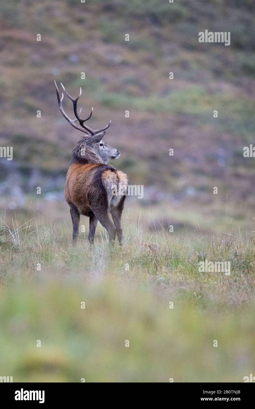 Red Deer stag in Applecross, Scotland, Uk Stock Photo - Alamy
