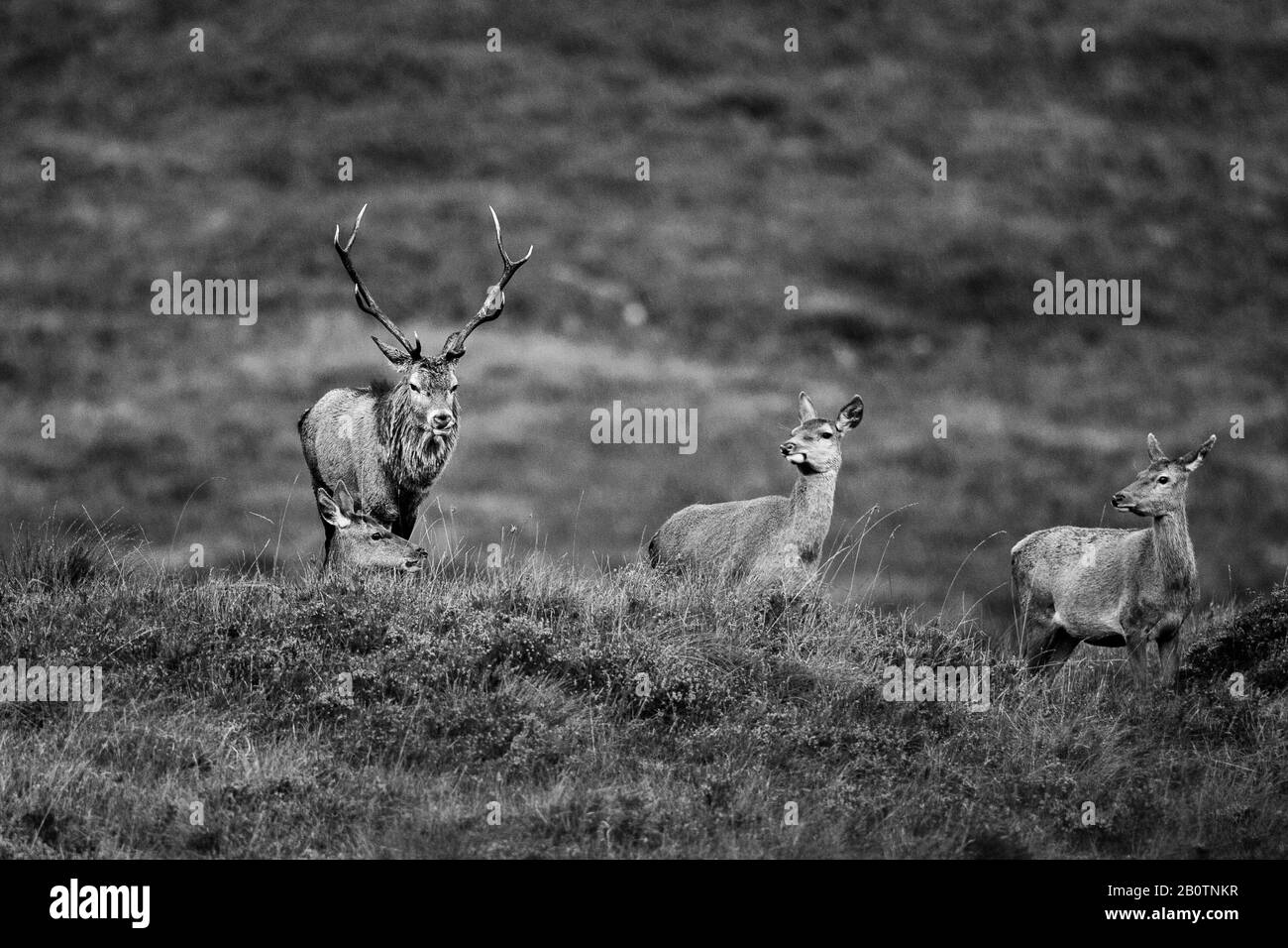 Red Deer stag in Applecross, Scotland, Uk. Stock Photo