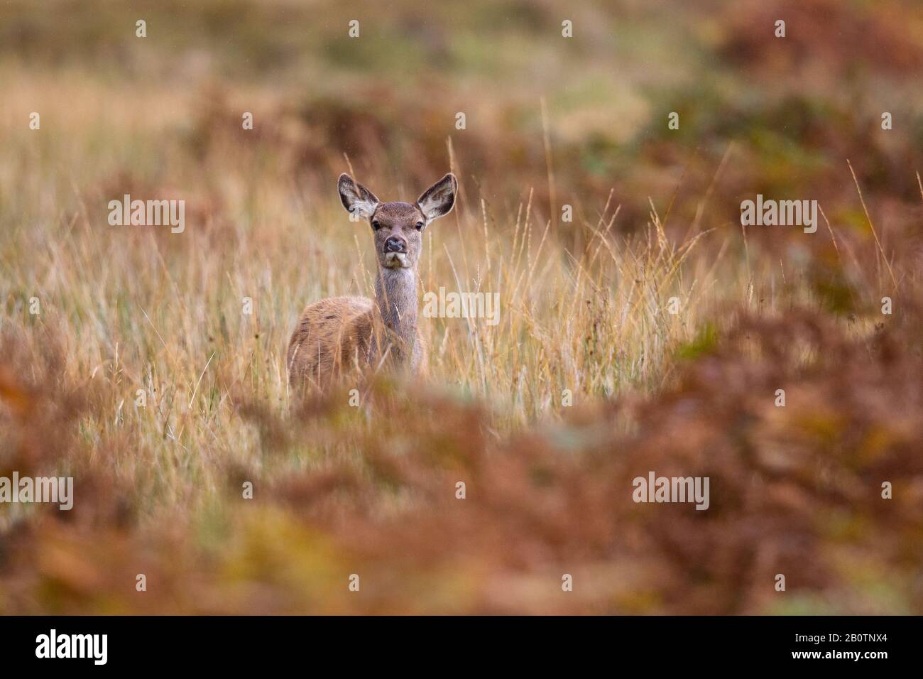 Red deer hind in Applecross, Scotland. Stock Photo