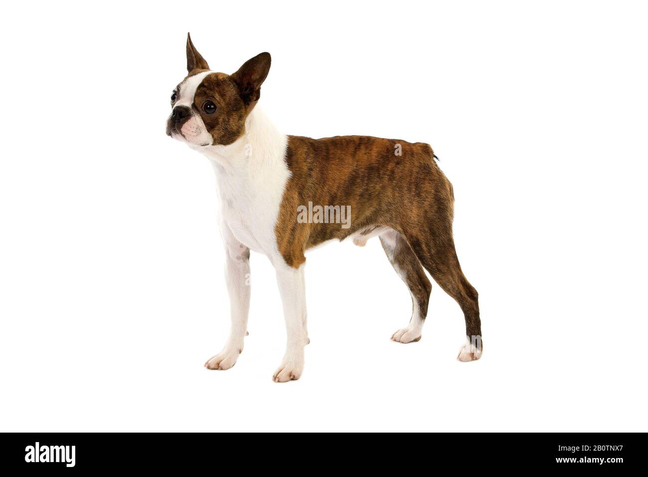 Boston Terrier Dog, Male against White Background Stock Photo - Alamy