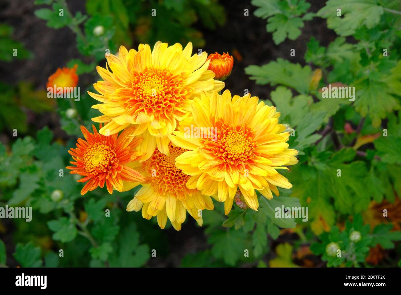Orange chrysanthemums in garden nursery. Chrysanthemums wallpaper. Floral bright blooming background. Close up. Stock Photo