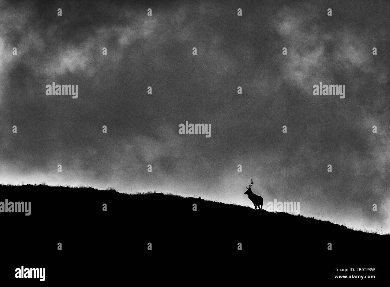 Red Deer stag standing on the horizon undar a stormy cloud. Stock Photo