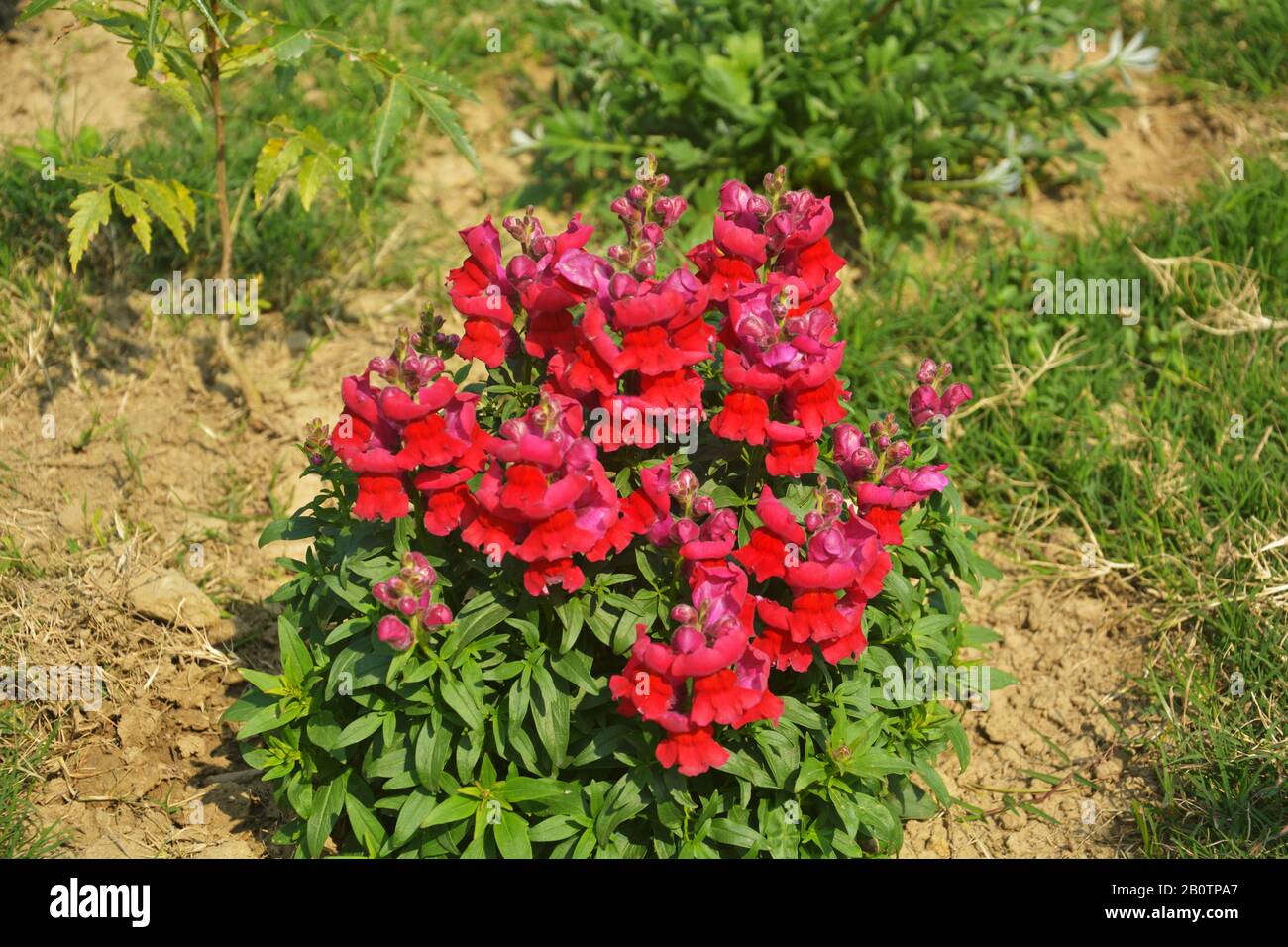 Close up of best annual flowers, red antirrhinum majus,  flowers, commom snapdragon flowering plants growing in garden, selective focusing Stock Photo