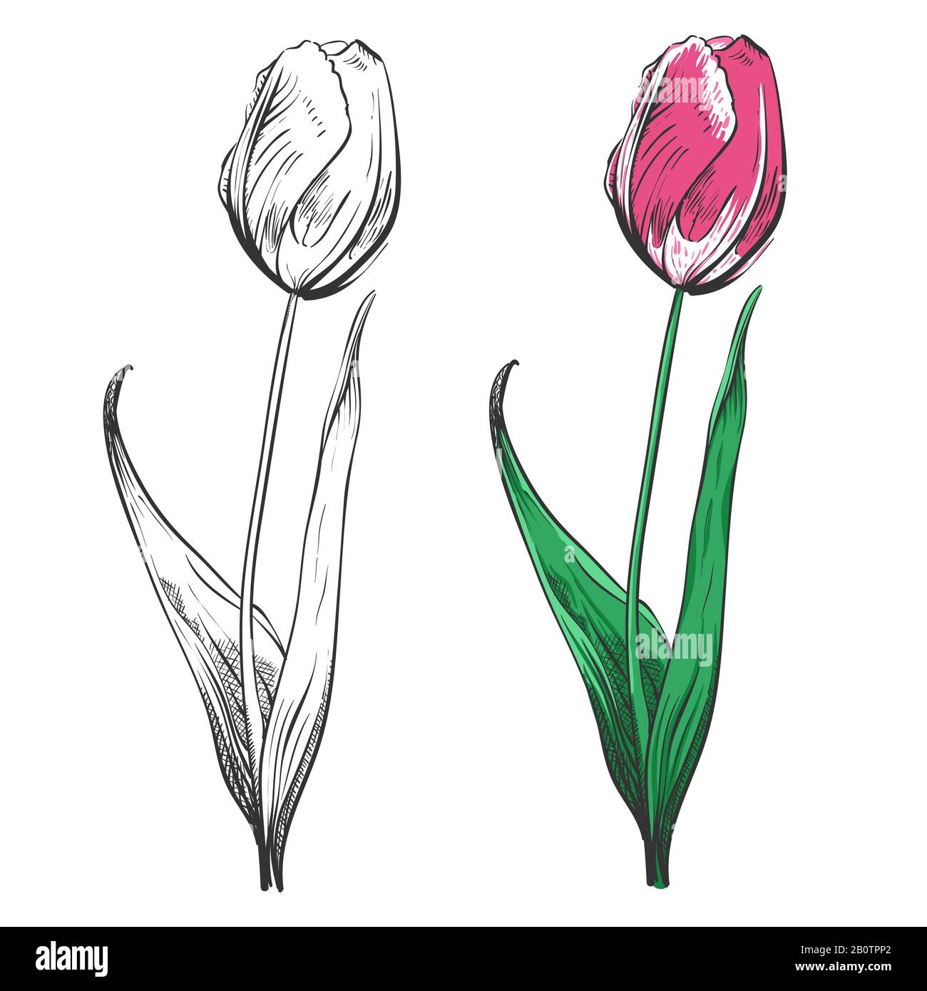 Tulip silhouette and colorful sample isolated on white background. Beauty classic colored flowers. Vector illustration Stock Vector