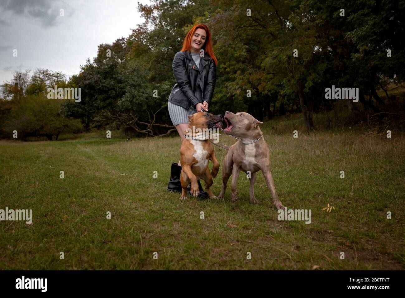 Beautiful young woman in a leather jacket and heavy boots strolling with two American Staffordshire pit bulls in strict collars. Strong woman holds do Stock Photo