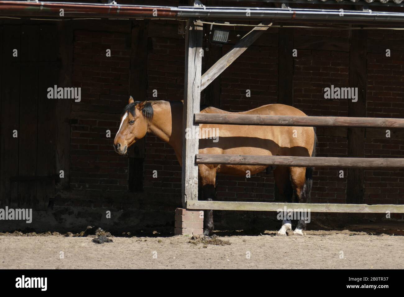 Horse, Fischerhude, Lower Saxony, Germany, Europe Stock Photo