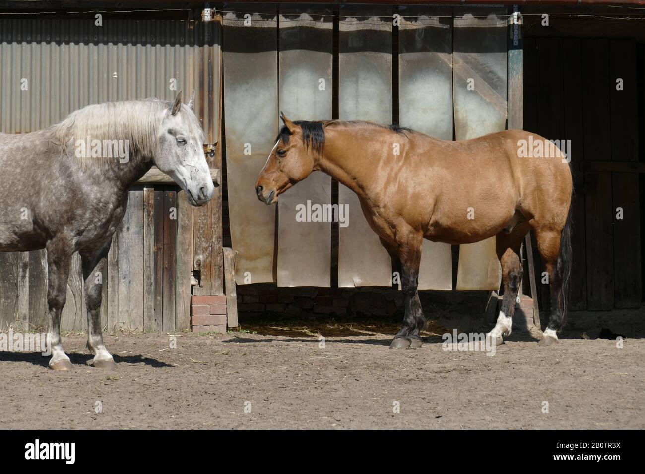 Horses, Fischerhude, Lower Saxony, Germany, Europe Stock Photo