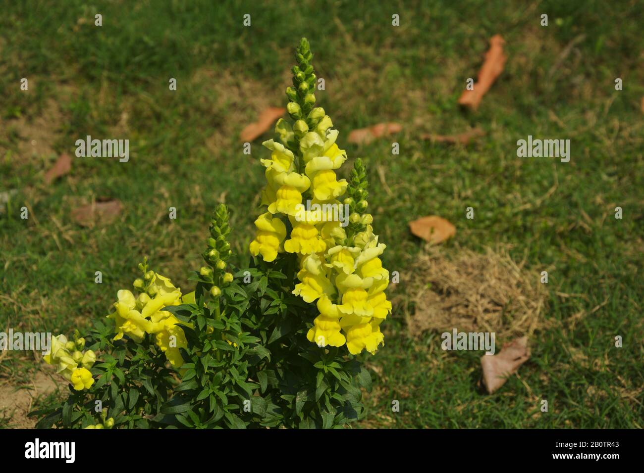 Close up of  yellow, perennial salvia, nemorosa, salvia divinorum, salvia officinalis with green leaves growing in the garden, selective focusing Stock Photo