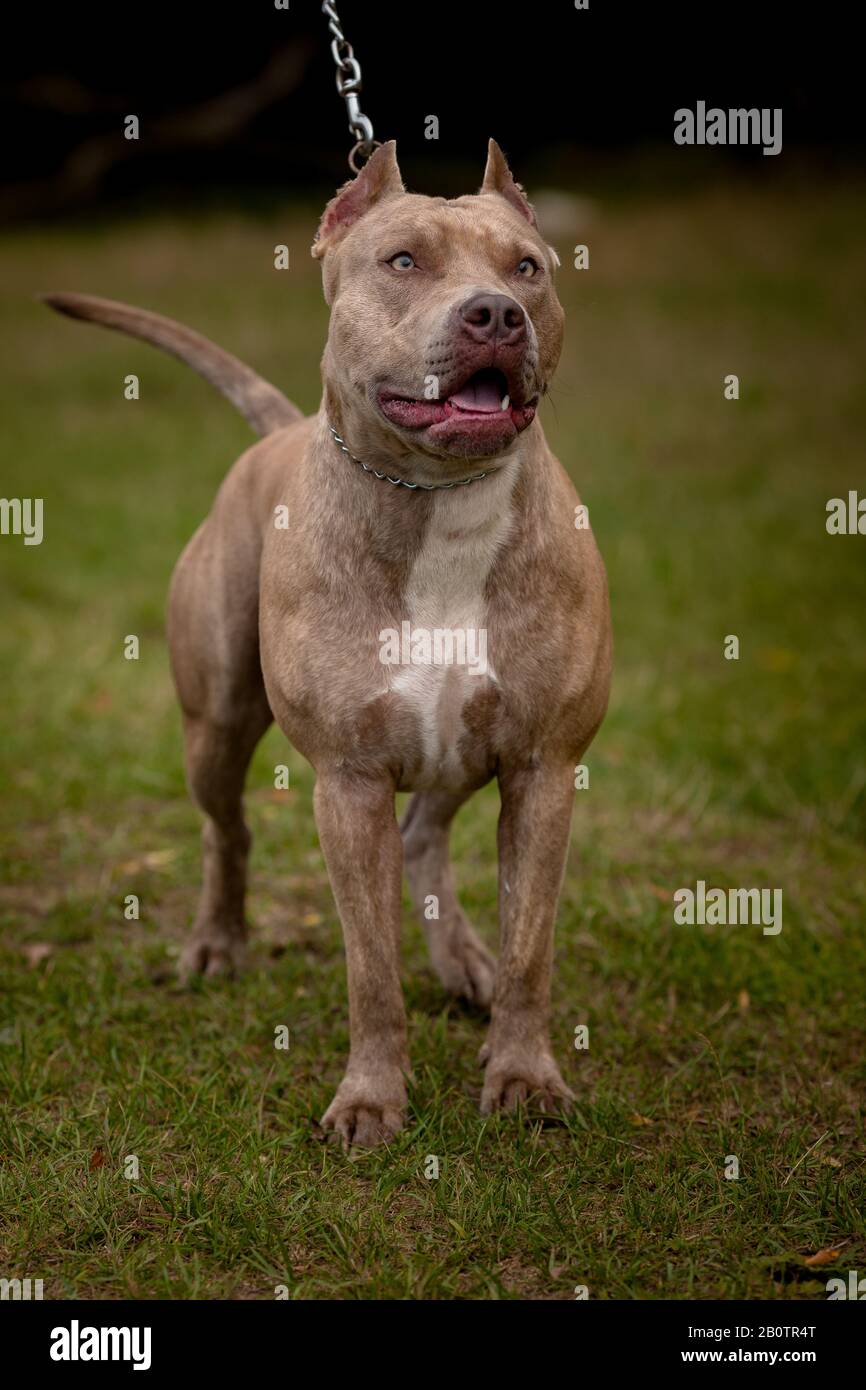 Strong and beautiful American staffordshire terrier male portrait outside on autmn day. close portrait of a dog on a leash Stock Photo