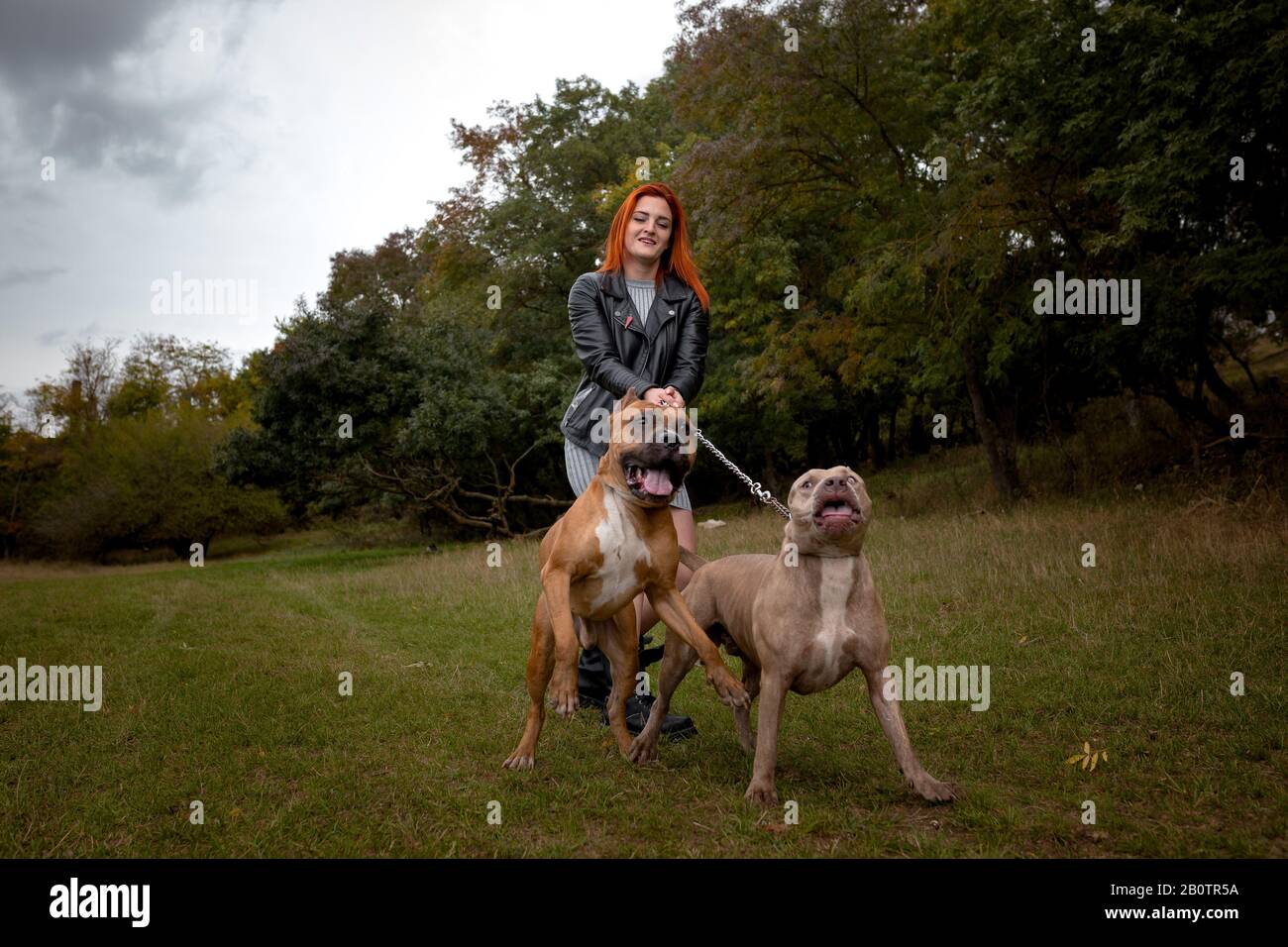 Beautiful young woman in a leather jacket and heavy boots strolling with two American Staffordshire pit bulls in strict collars. Strong woman holds do Stock Photo