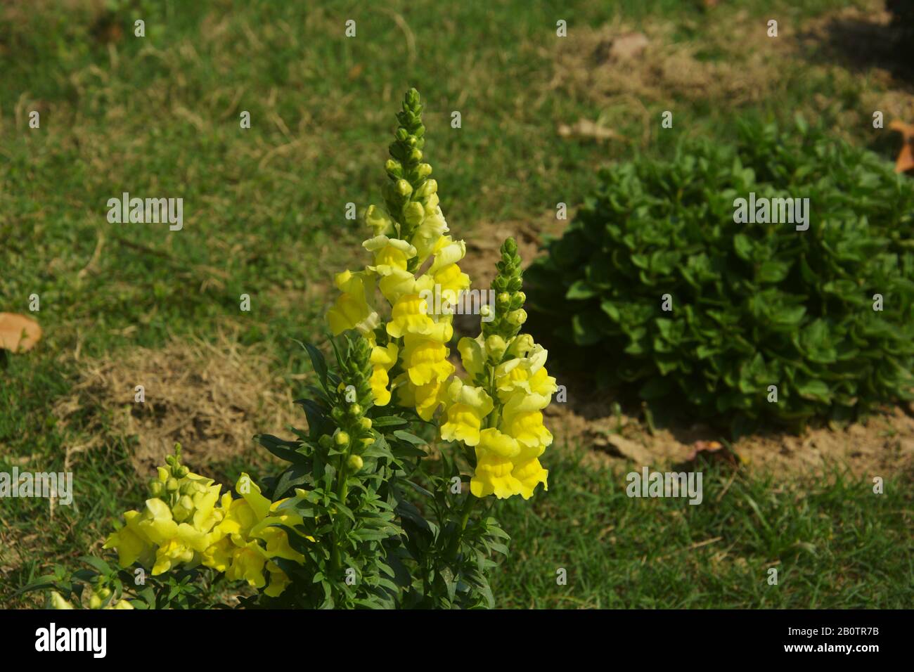 Close up of  yellow, perennial salvia, nemorosa, salvia divinorum, salvia officinalis with green leaves growing in the garden, selective focusing Stock Photo