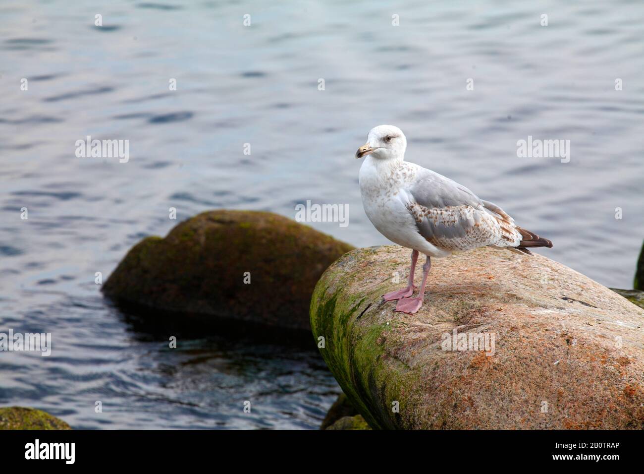 Seagull sitting on a rock by a body of water, Germany, Europe Stock Photo