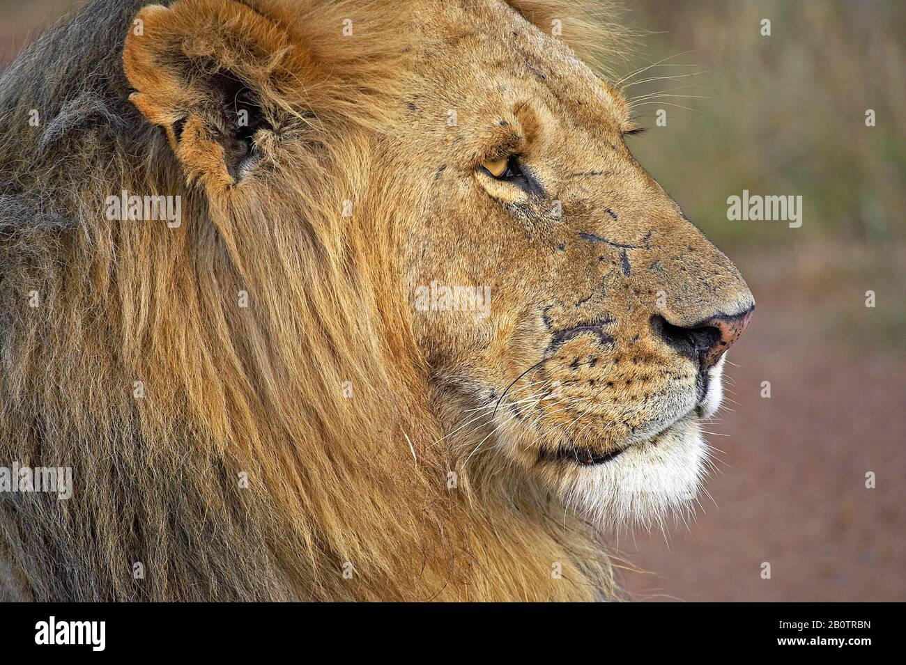 African Lion, panthera leo, Portrait of Male at Masai Mara park in ...