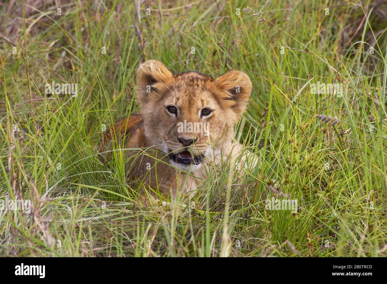 African Lion, panthera leo, Cub at Masai Mara park in Kenya Stock Photo ...