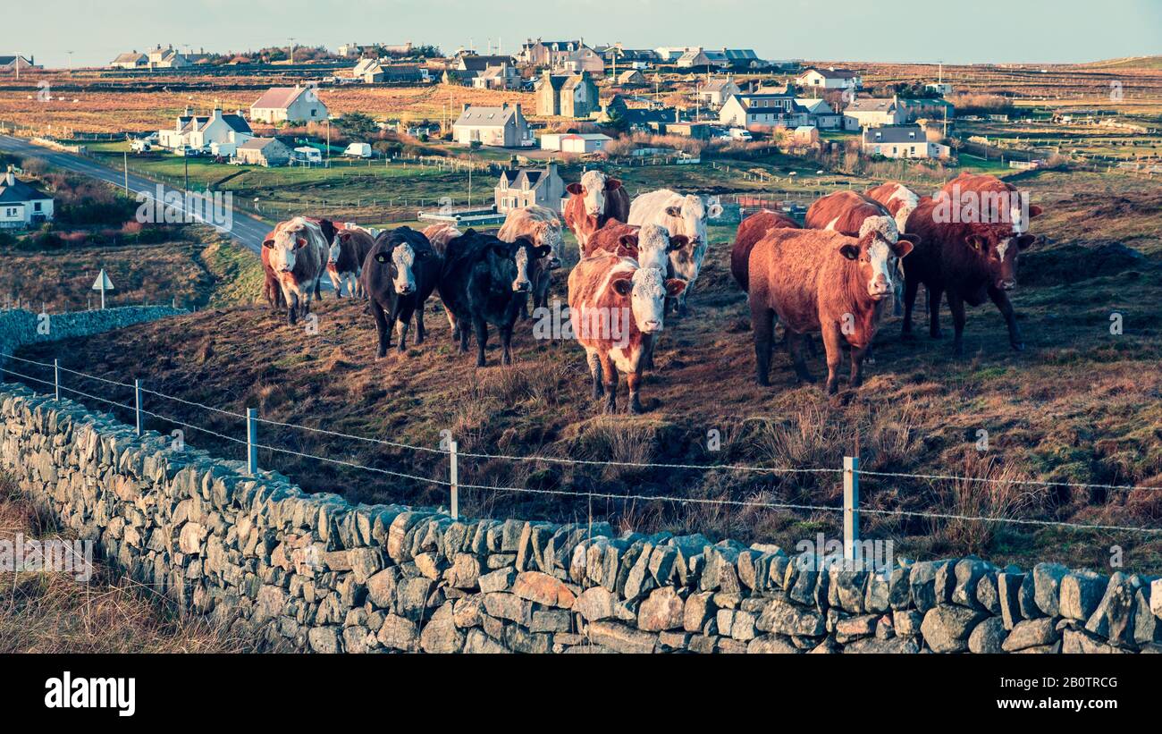 A heard Of Cows Showing Great Curiosity Stock Photo