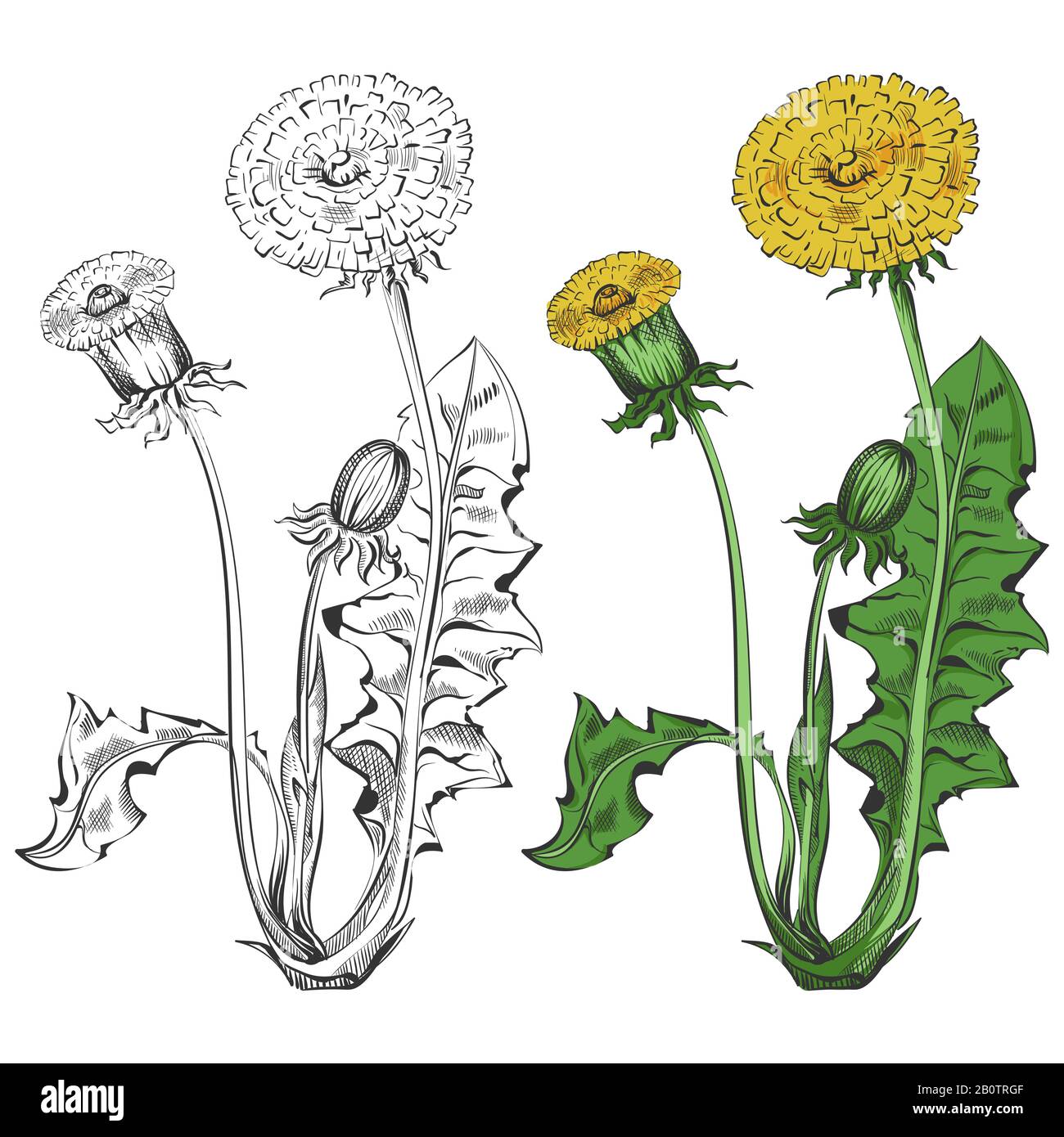 Dandelion silhouette and colorful sample isolated on white background ...