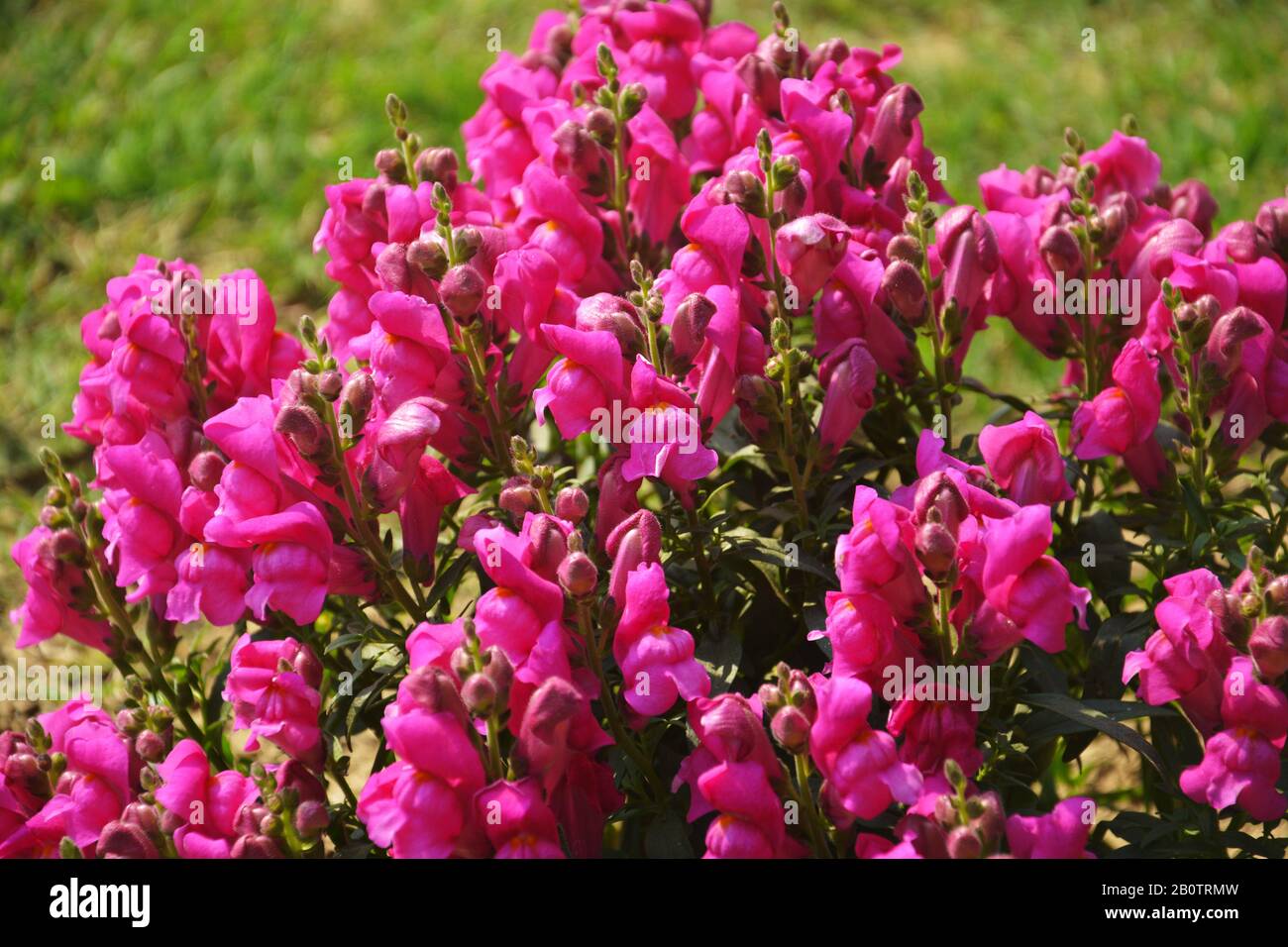 Close up of best annual flowers, antirrhinum majus,  flowers, commom snapdragon flowering plants growing in garden, selective focusing Stock Photo