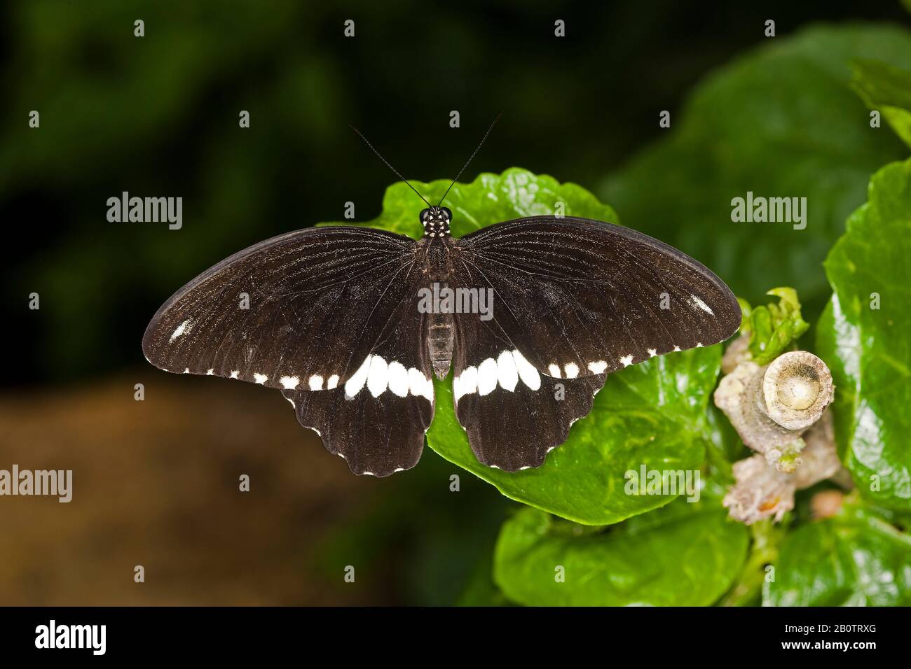 Common Mormon Butterfly, papilio polytes, standing on Leaf Stock Photo