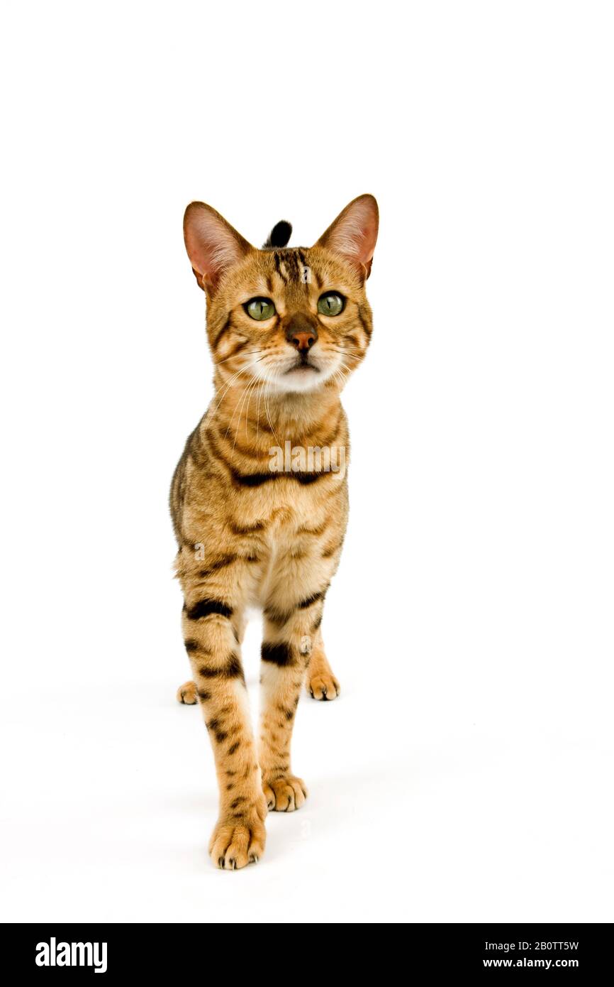 Brown Spotted Tabby Bengal Domestic Cat Standing Against White ...