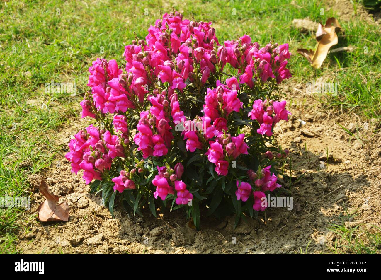 Close Up Of Best Annual Flowers Antirrhinum Majus Flowers Commom Snapdragon Flowering Plants Growing In Garden Selective Focusing Stock Photo Alamy