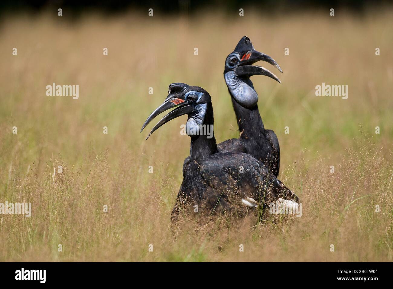 Ground Hornbill or Northern Ground Hornbill, bucorvus abyssinicus, Female Stock Photo