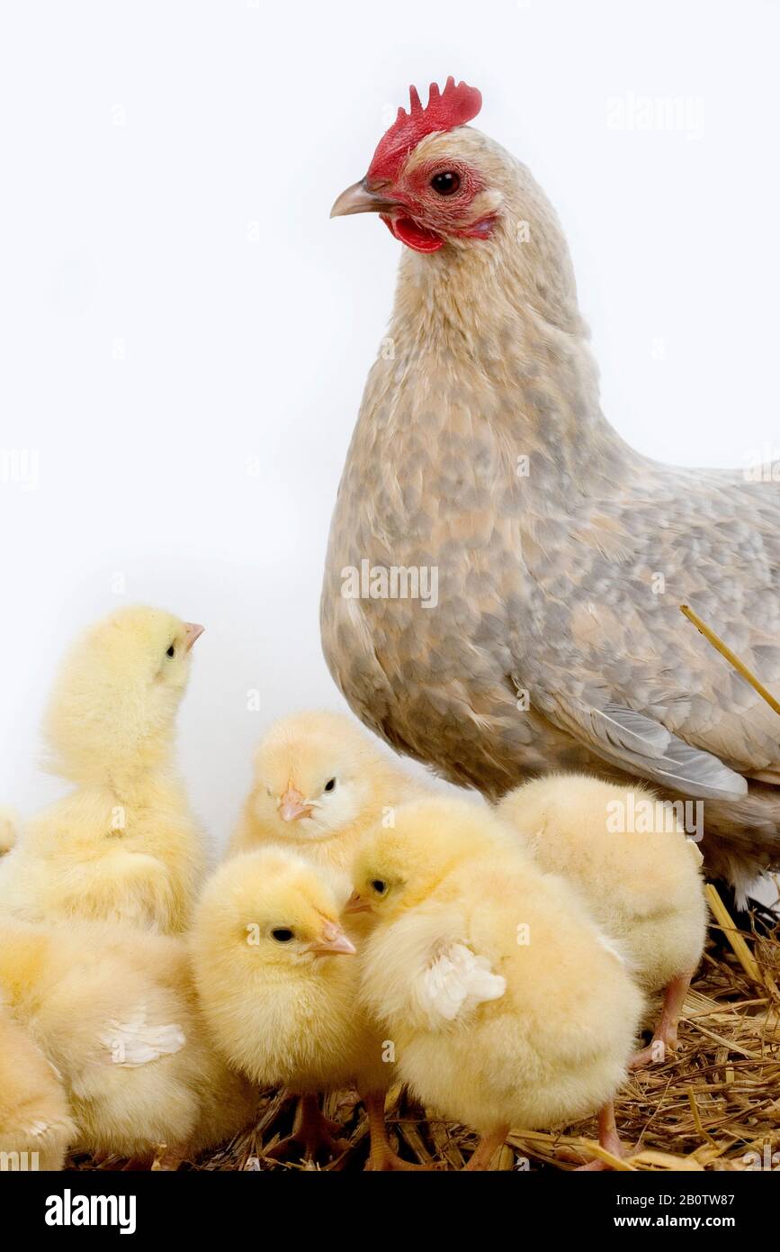 Belgium chicken breed hi-res stock photography and images - Alamy