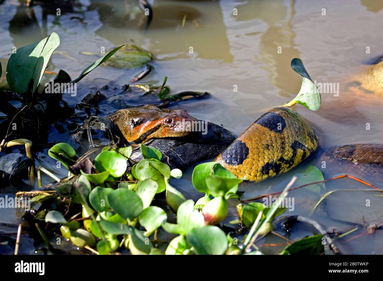 Prey anaconda hires stock photography and images Alamy