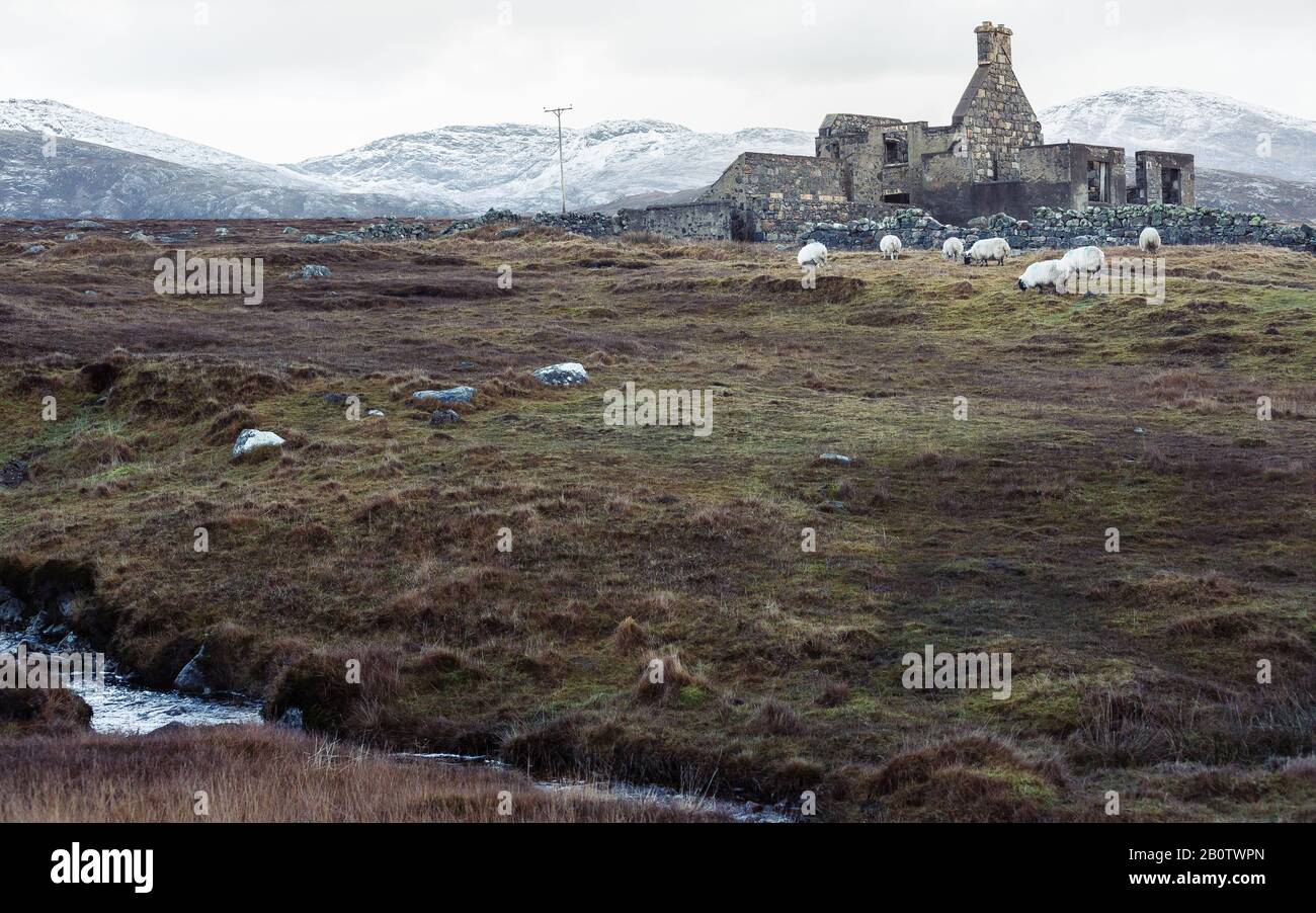 Isle of lewis sheep hi-res stock photography and images - Alamy