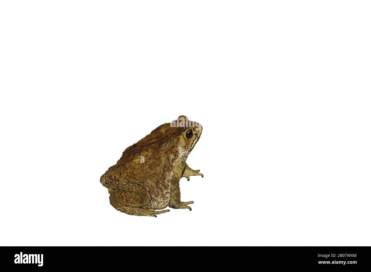 toad isolated in white background Stock Photo - Alamy