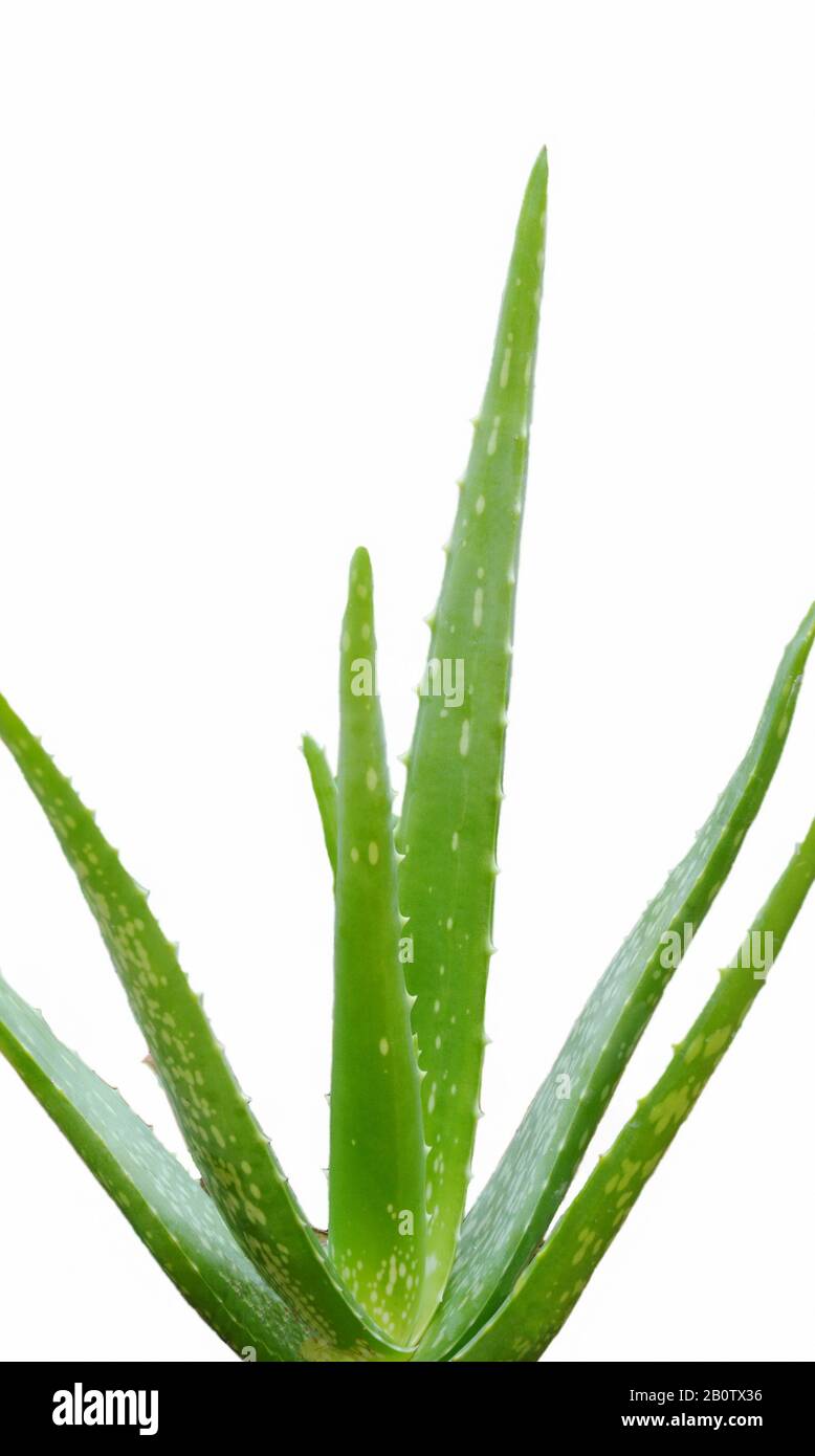 aloe vera leaf herb for relieve burn wounds isolated in white background  Stock Photo - Alamy
