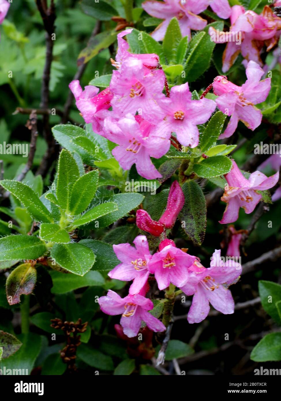 Bewimperte Alpenrose, Rhododendron hirsutum Stock Photo