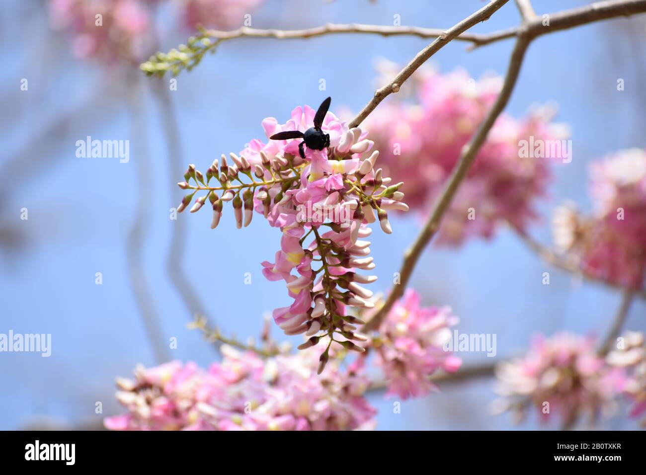 A Bug Is Sitting On The Sakura Flower Or Cherry Blossom Flowers A Spring Image Stock Photo Alamy