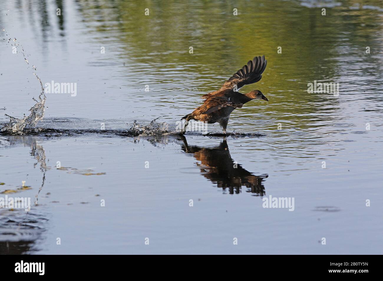 Common Moorhen or European Moorhen, gallinula chloropus, Immature in Flight, Taking off from Pond,  Normandy Stock Photo