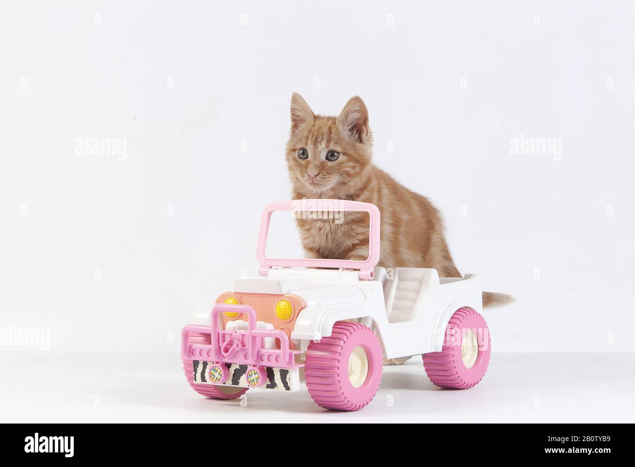 Cat in toy car sales