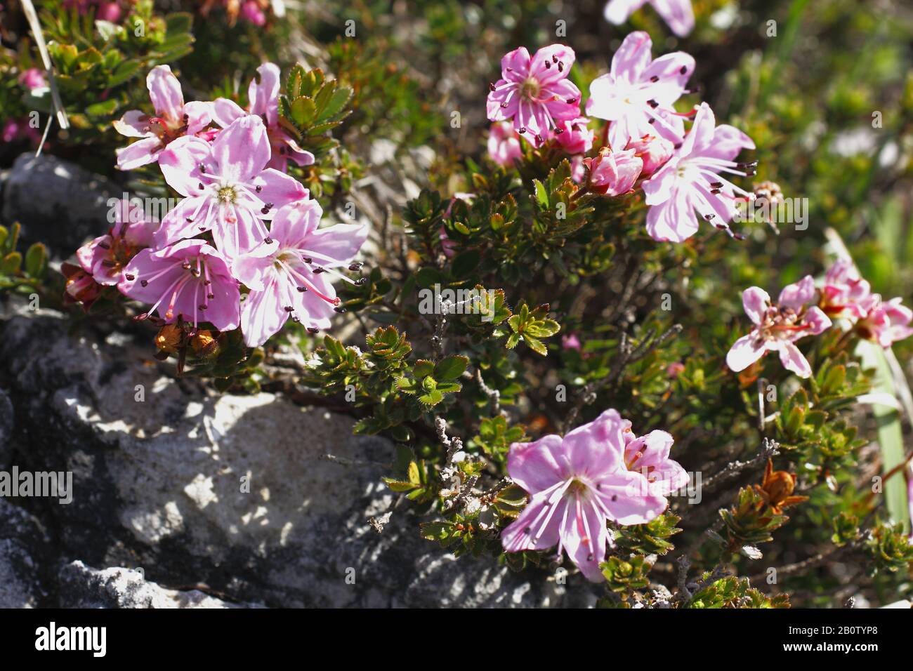Zwerg- Alpenrose, Rhodothamnus chamaecistus Stock Photo