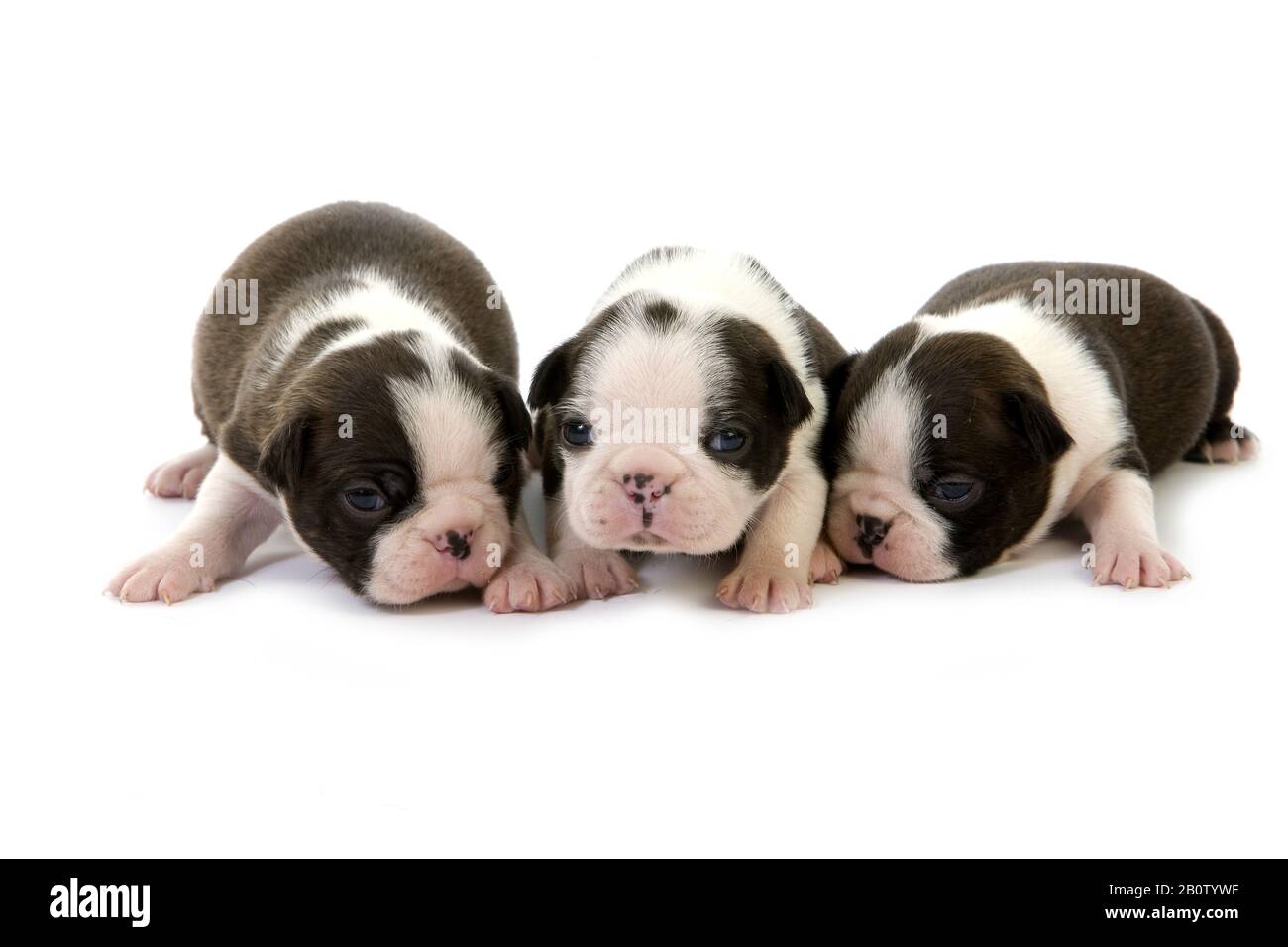 Boston Terrier Dog, Pups standing against White Background Stock Photo ...