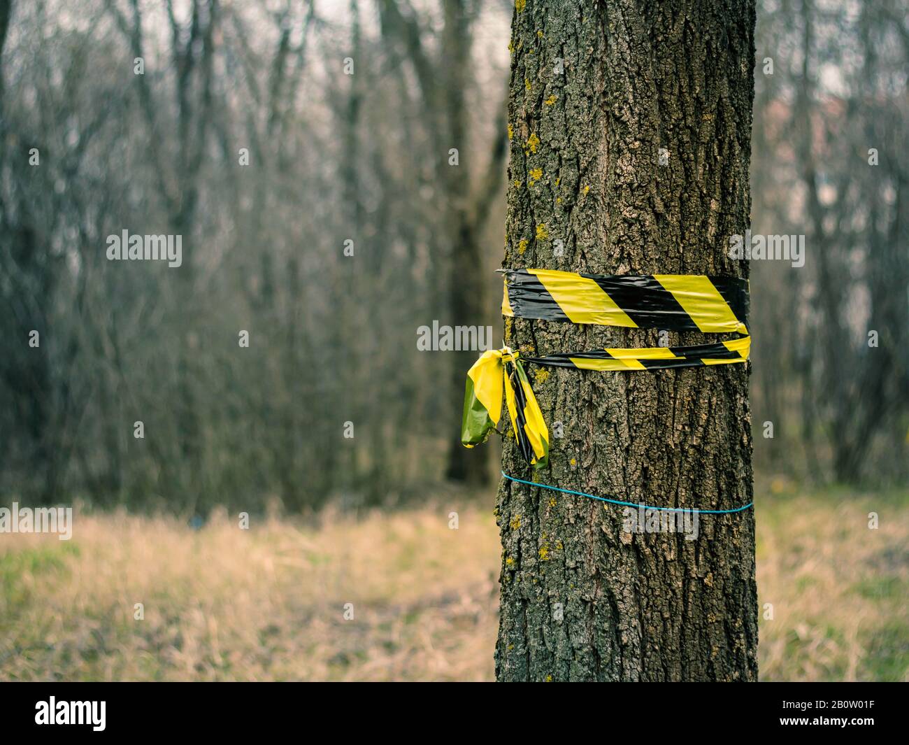 The marked tree with yellow ribbon Stock Photo Alamy