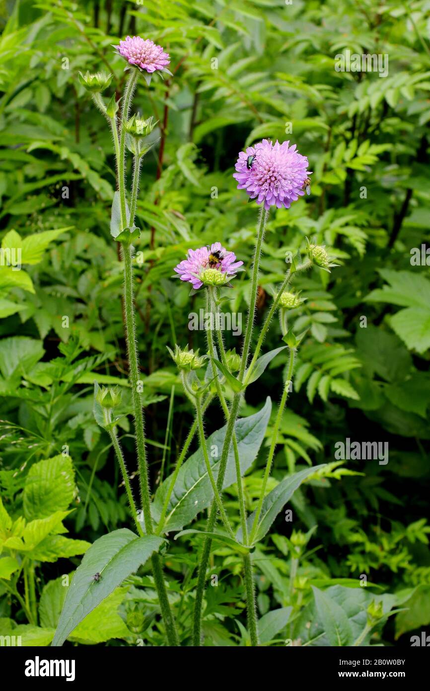 Wald- Witwenblume, Knautia dipsacifolia ssp.  dipsacifolia, Stock Photo