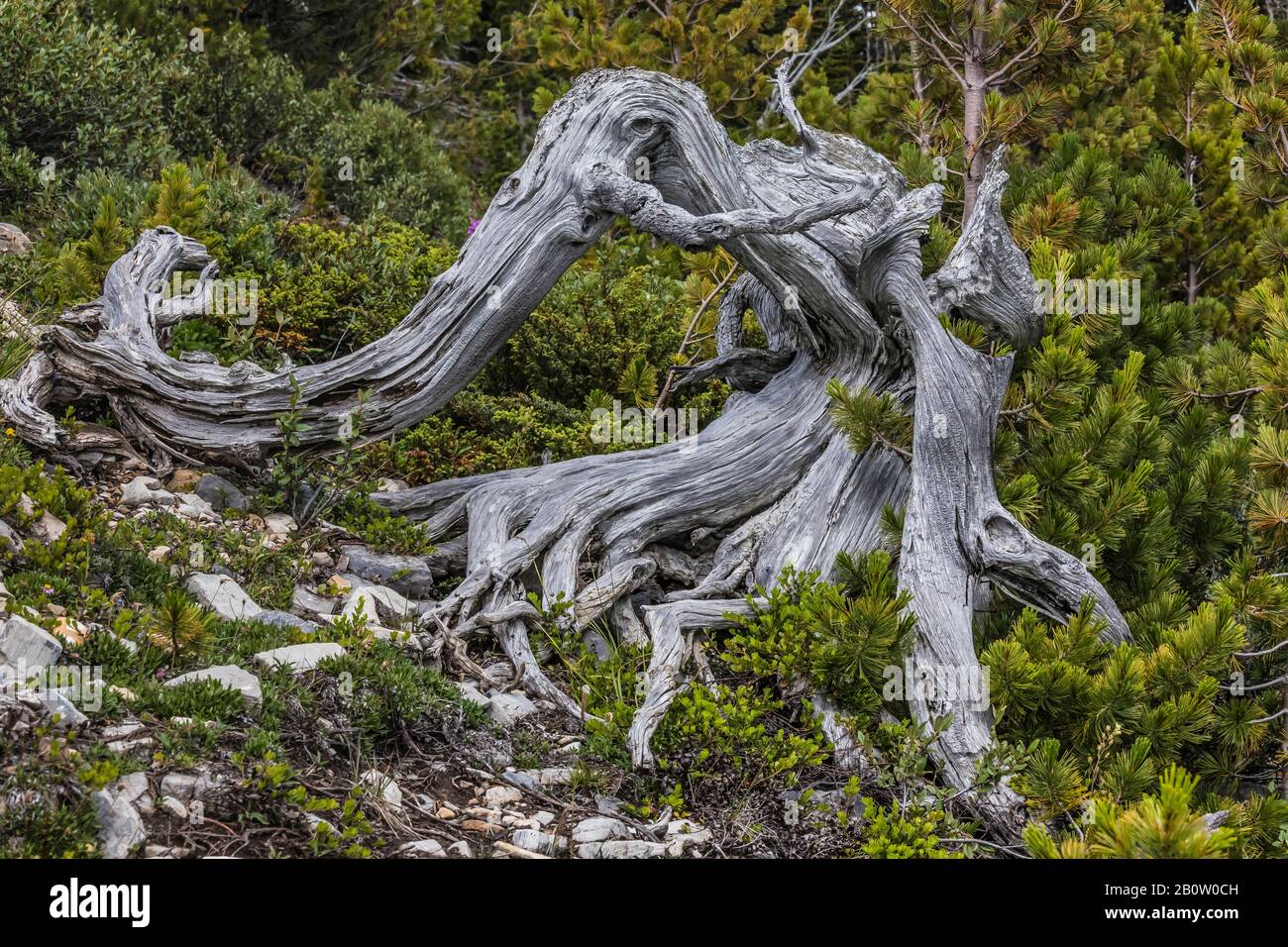 Whitebark Pine, Pinus albicaulis, older dead trunk with young krummholz trees at treeline in Mount Robson Provincial Park, British Columbia, Canada Stock Photo