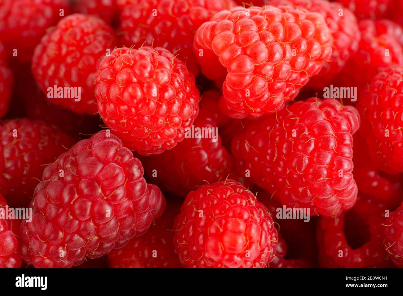 Macro shot of freshly picked organic raspberries. High resolution Stock ...