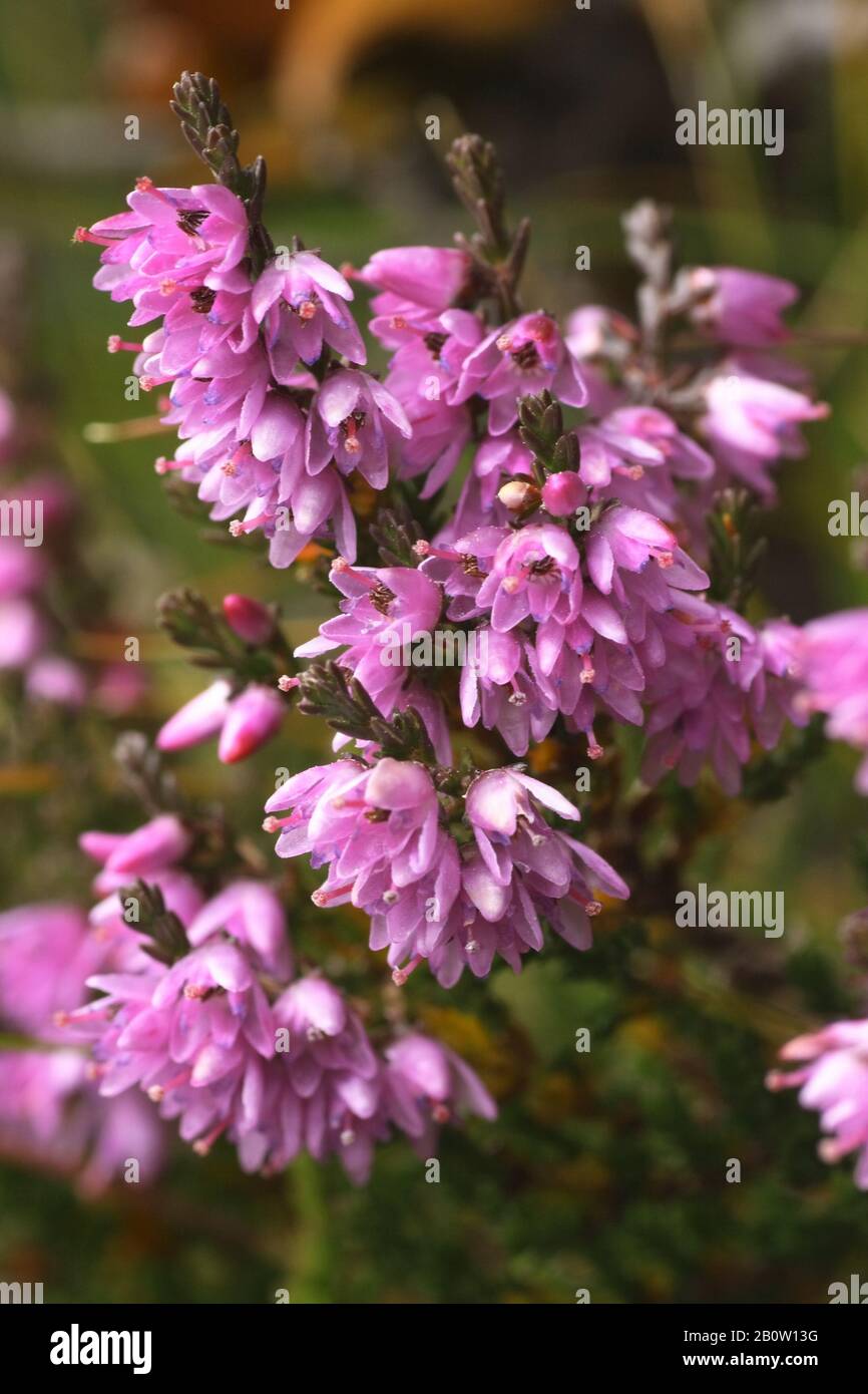 Heidekraut, Calluna vulgaris Stock Photo