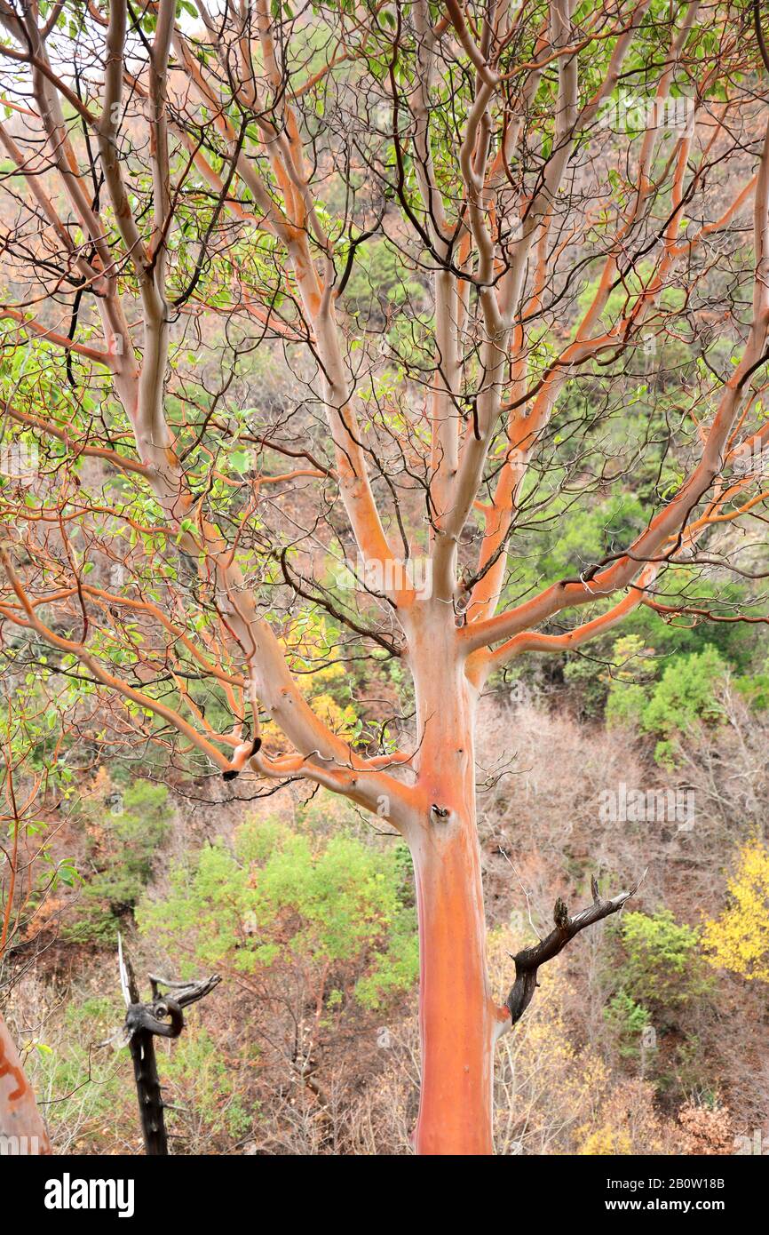 Orange bark hires stock photography and images Alamy