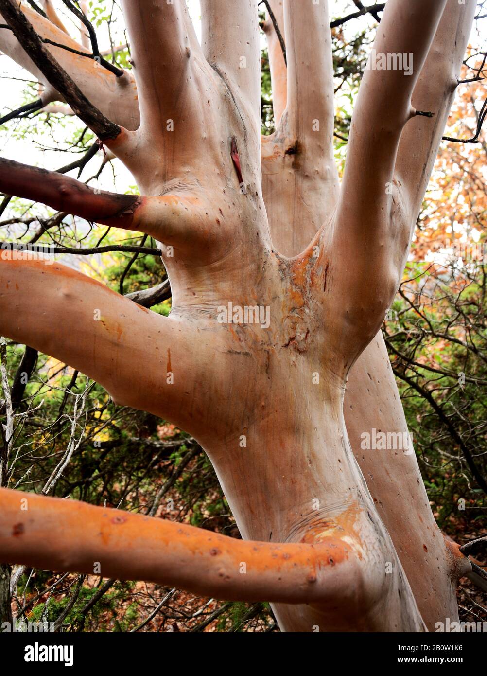 Orange bark hires stock photography and images Alamy