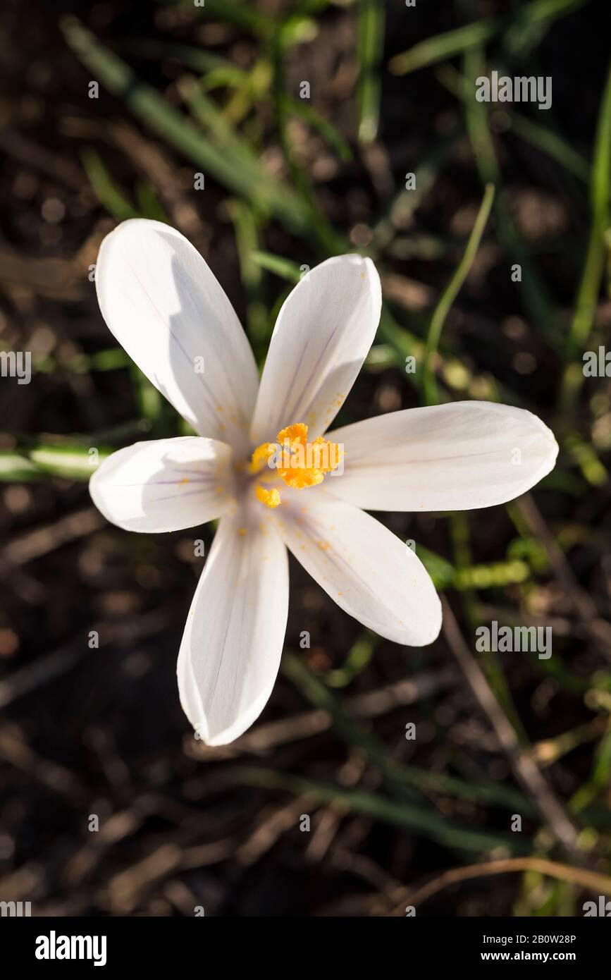 Crocuses herald the arrival of Spring. 90 species. 3 stamens, 1 style as opposed to toxic 'Autumn crocus' ( Colchicum ) with 6 stamens and 3 styles. Stock Photo