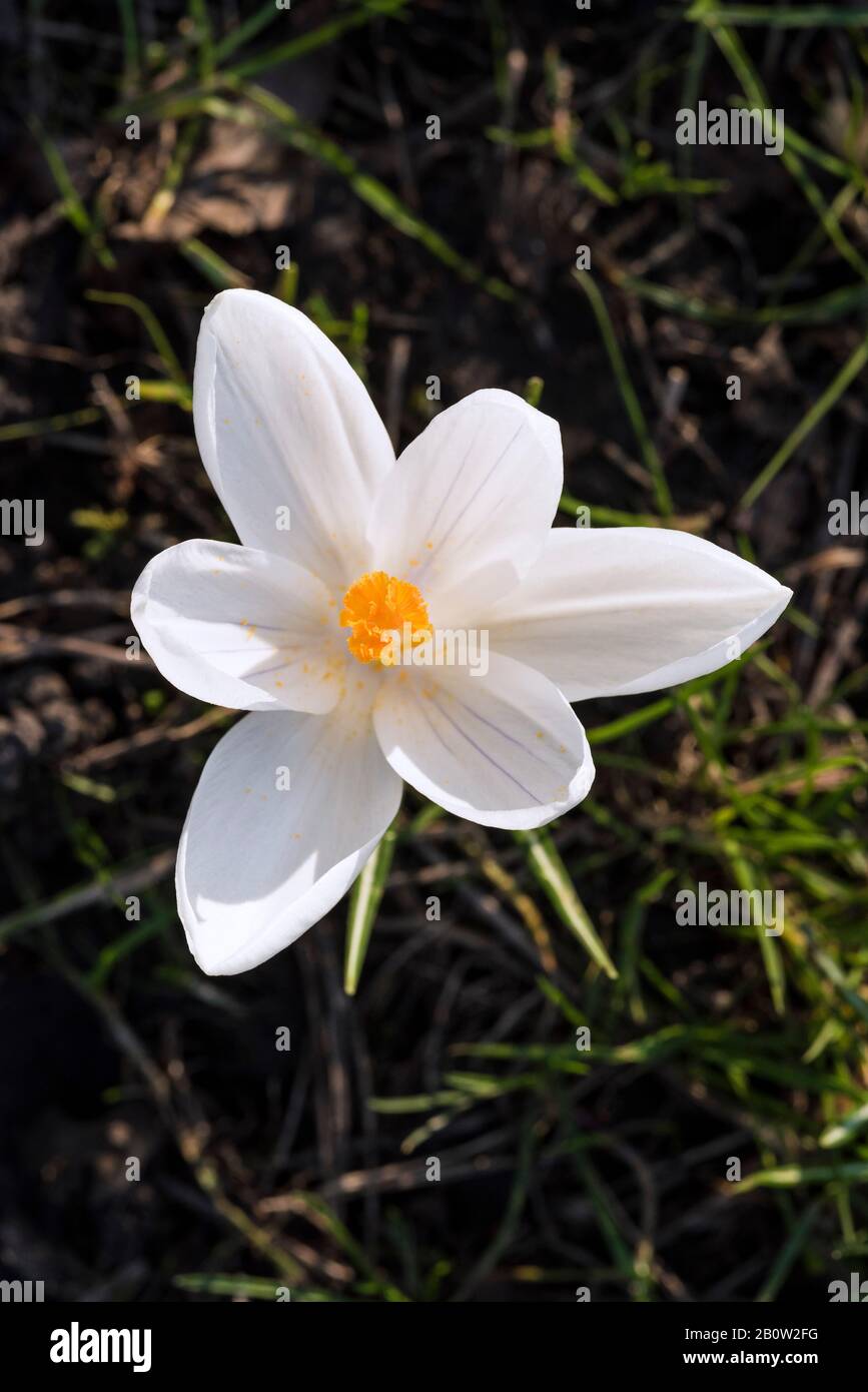 Crocuses herald the arrival of Spring. 90 species. 3 stamens, 1 style as opposed to toxic 'Autumn crocus' ( Colchicum ) with 6 stamens and 3 styles. Stock Photo